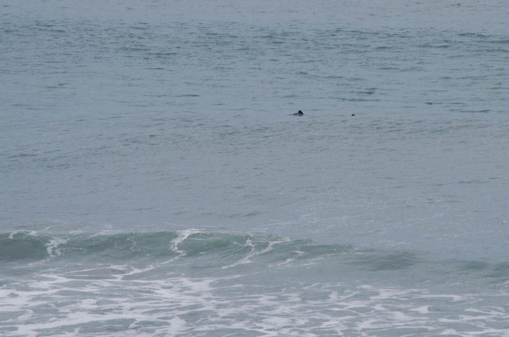 hectors_dolphins
